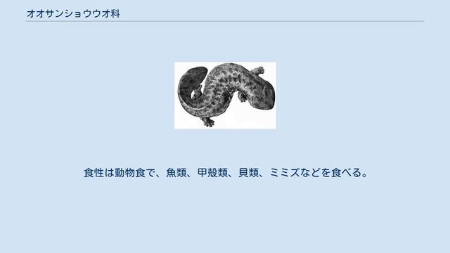 オオサンショウウオ科