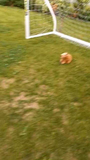 capybara bad goalie :(🤣🤣😡😡😤😤😰😰😰