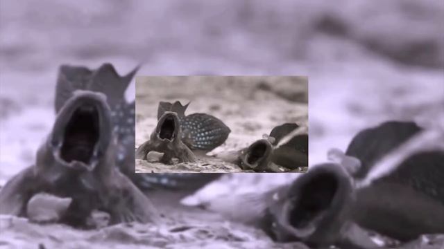 derpfish