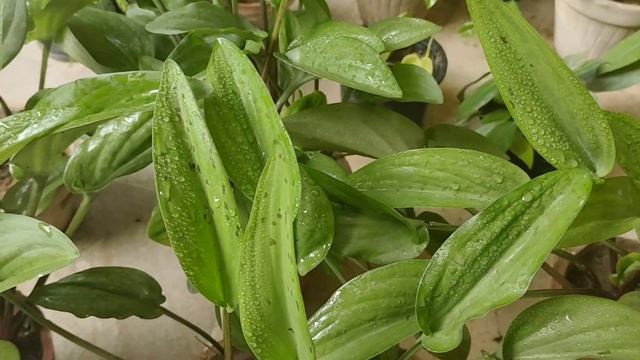 Discover The Hidden Beauty Of Drimiopsis Maculata : How To Grow And Care For This Rare Beauty