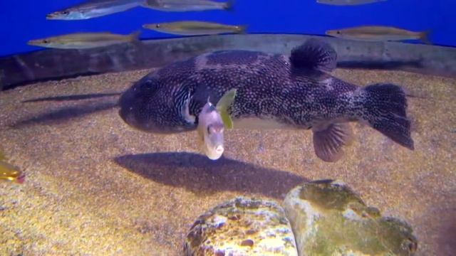 アラレフグ　Blue-spotted puffer　Arothron caeruleopunctatus