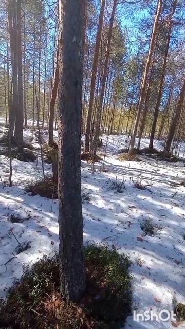 Пробуждение природы . Весна . Релакс .