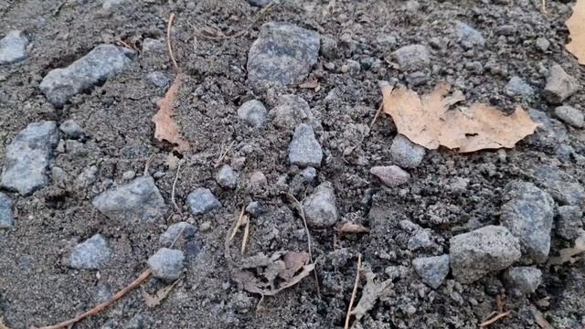 Охота на дичь в Карелии