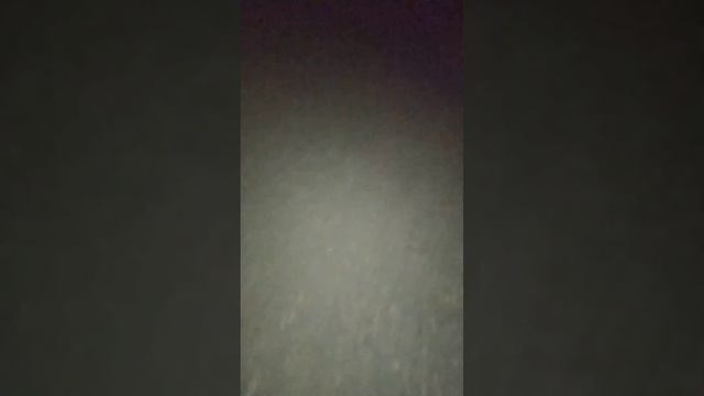 За нами гонятся собаки!!!