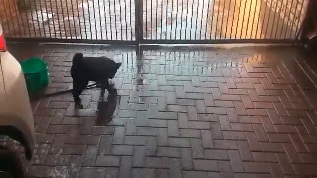 Mamba cross labrador and chow loving water