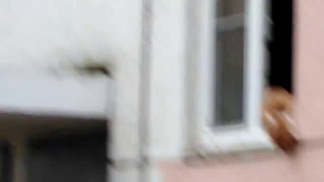 Как охотится городской кот