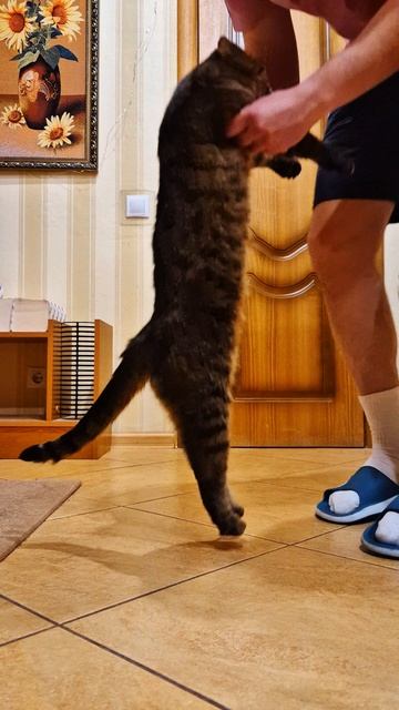 Танцуем с котиком😁