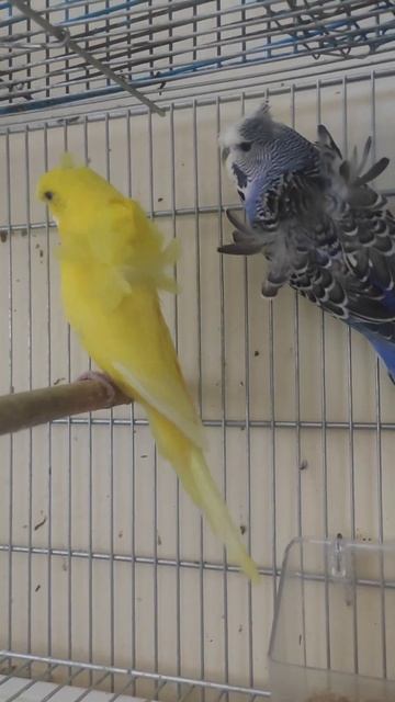 Music: HarmonyMusician: @iksonmusic #hagoromo # breeding results# pair# love