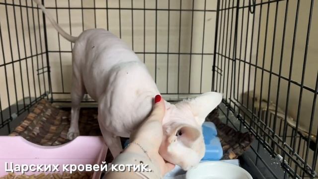 БАРТОК
