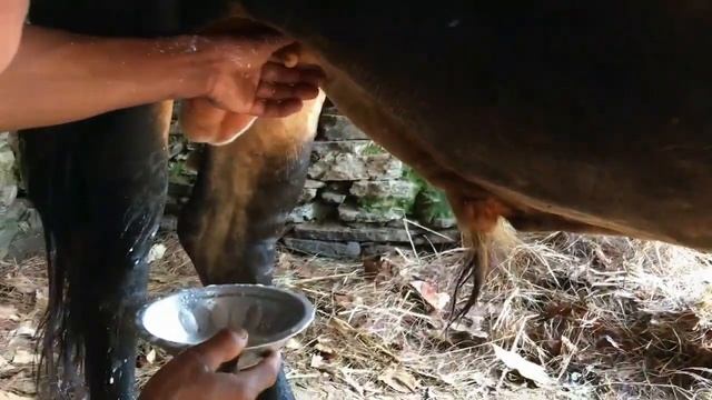 गोरुले दुध दिएपछी:  प्रसाद भनेर बाढिँदै I Bull's Milk