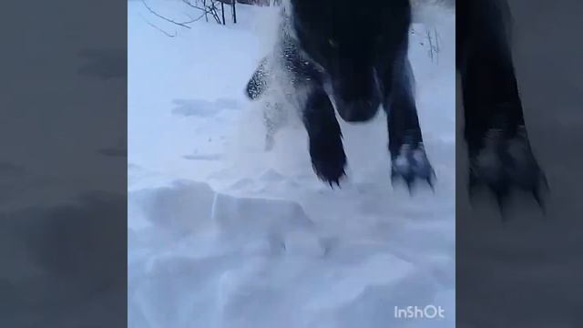 ВЕО   Граф  Ко Мне Команда