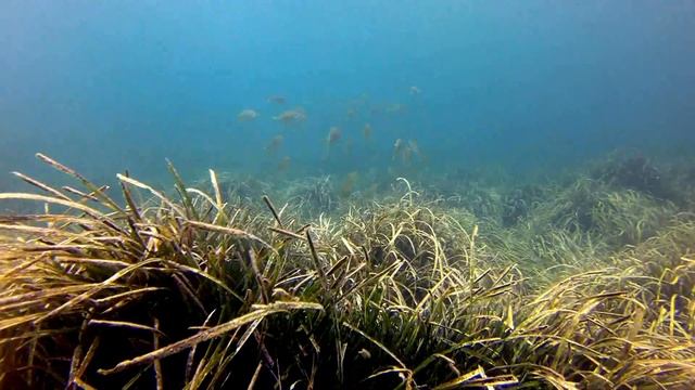 !!LA POSIDONIA OCEÁNICA!!