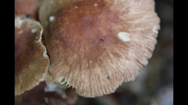 CLUSTER TOUGHSHANK