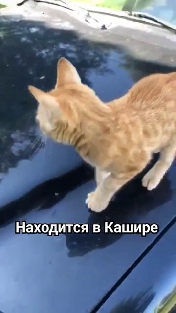 Кашира! Срочно! Рыжая малышка ищет дом! #вдобрыеруки #впоискедома #кошкаищетдом