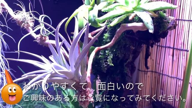 ベランダビオトープでエアプランツ/流木に括り付けているので、ソーキングしません/霧吹きでたっぷりと水やりしています。肥料もあげてるよ。/外ですから、風通しがいいですね。