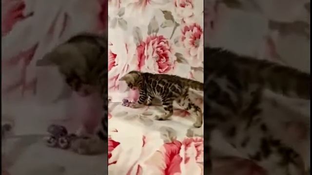 Эвридика -девочка. Мирамар - питомник бенгальских кошек
