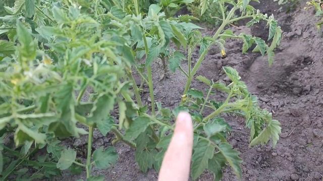 Як підв'язати помідори, щоб вони не зламались? 🍅