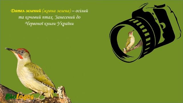 Птахи лісу