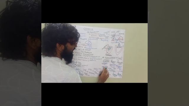 mnemonic on Cnidaria/ tricks on Cnidaria/ Hydrozoa/obelia/physelia/Portuguese man o'war