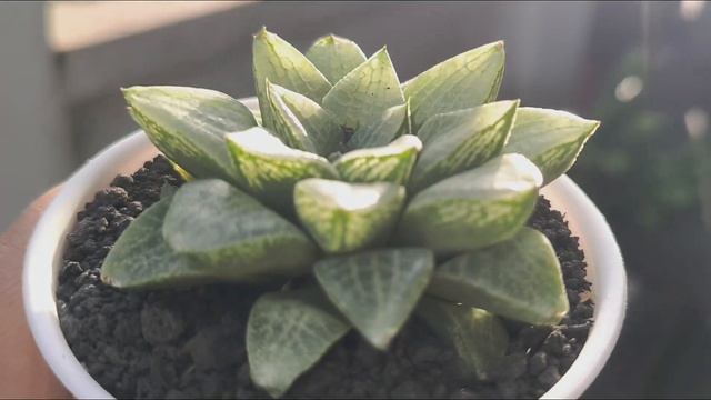 #20 Koleksi baru  Haworthia emelyae var. comptoniana | Welcome new Haworthia