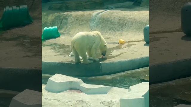 Белая МедВедица АйКа не боитСя жаРы🐻🔥👀👍🥰White Bear Aika is not afraid of the heat🐻🔥👀👍🥰