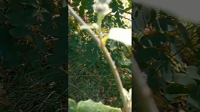 ПОЧЕМУ ЧЕРНЫЕ ТОЧКИ НА СТЕБЛЕ ЛОПУХА? Кто живет на лопухе? WHO LIVES ON BURDOCK STEM & FLOWERS?