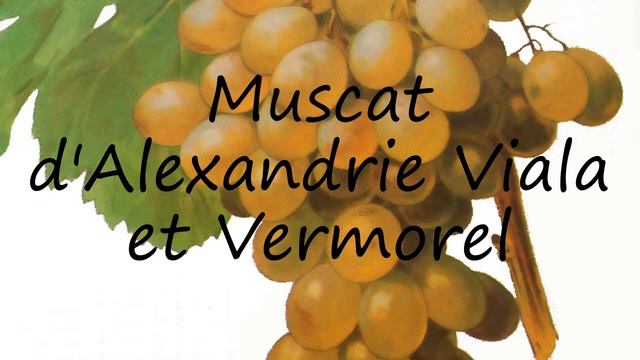 How to say Muscat d'Alexandrie Viala et Vermorel in English?