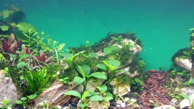 Tank Anubias Hari Ke 5 Pasca Tanam