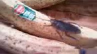 banana roach
