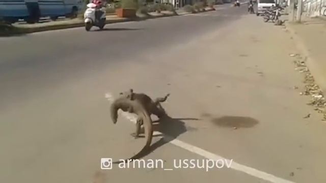 Казакша курес по зверски