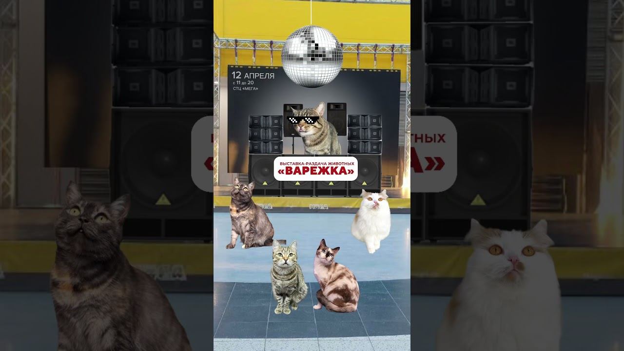 НОВОСИБИРСК! 12 апреля в СТЦ «Мега» кошки и собаки будут ждать своих хозяев с 11 до 20!
