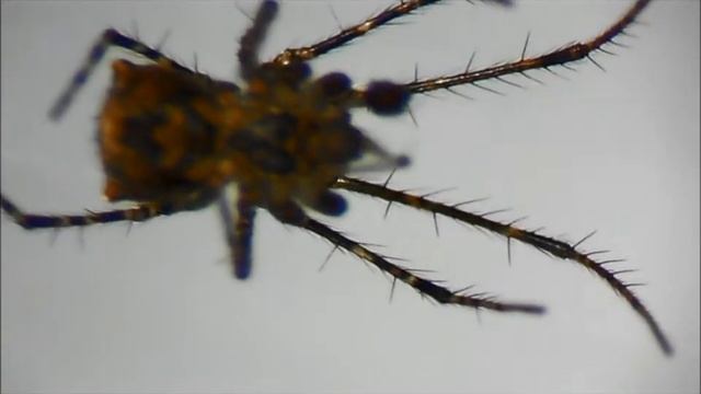 Spinnenfresser Ero aphana: Balz und Spermanetz