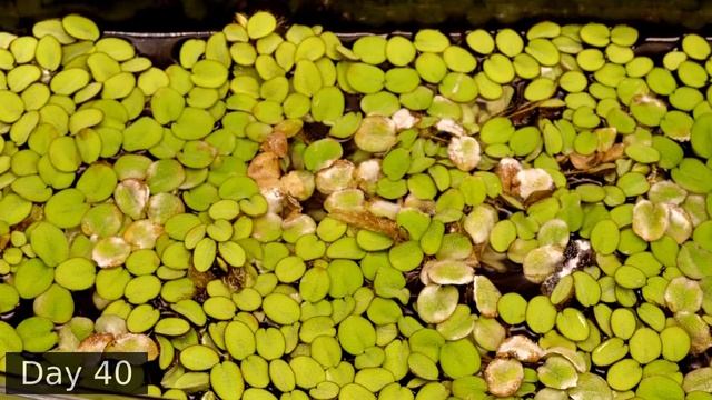 Time Lapse of a Salvinia (Watermoss) Floating Aquatic Plant