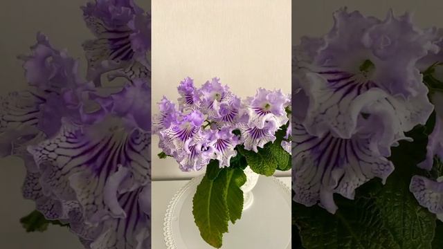 Стрептокарпус DS - Хрустальное кружево #flowers#квіти#instaflowers#комнатныерастения#кімнатнірослин
