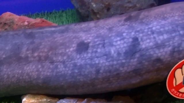 <生きた化石・古代魚>レピドシレン・パラドクサ(ミナミアメリカハイギョ): Lepidosiren paradoxa Fitzinger