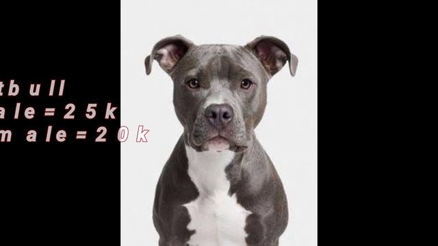 SAI KENNEL,the new dog farm