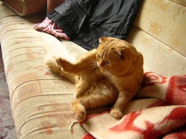 Кот задумался