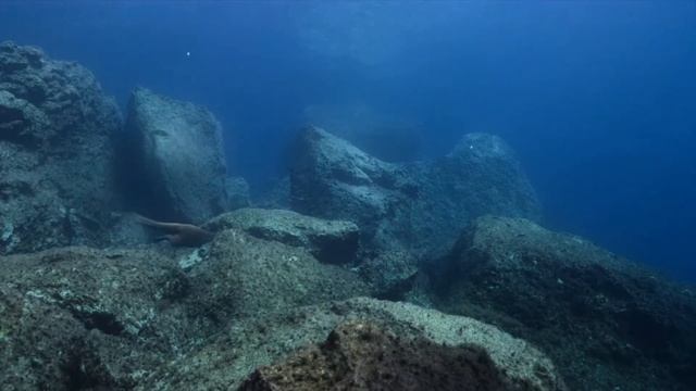 Maiacetus Hunted By Otodus Shark | Life On Our Planet Chapter 7