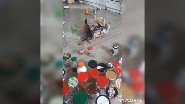 Где мамкина титька?! #стерилизованнаякошка#послестерилизации