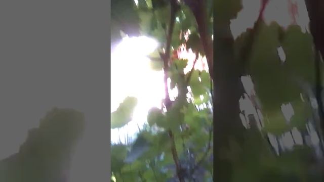Цветы в анапе