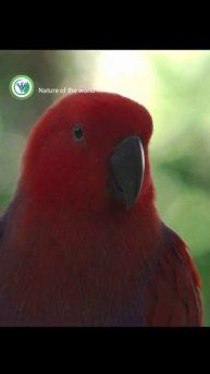 red lazy parrot || parrot sleeping || beautiful red parrot ||#shorts #youtubeshorts #shortsfeed