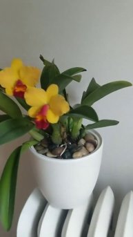 🌺 Pot. Golden Circle 'Oprl' x Lc. Tokyo Magic #cattleya #orquideas #orchid