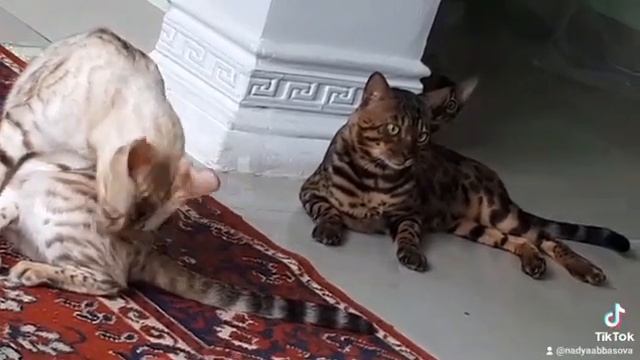 Беспредел с утра👀😝