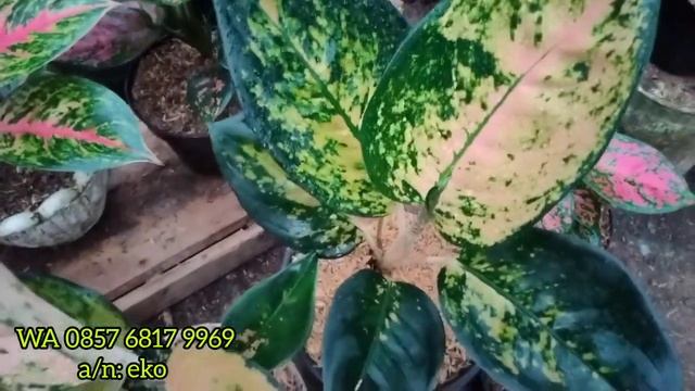 CUMA ADA DI SINI || AGLONEMA SULTAN BRUNEI DAN TRI COLOUR 15.000AN