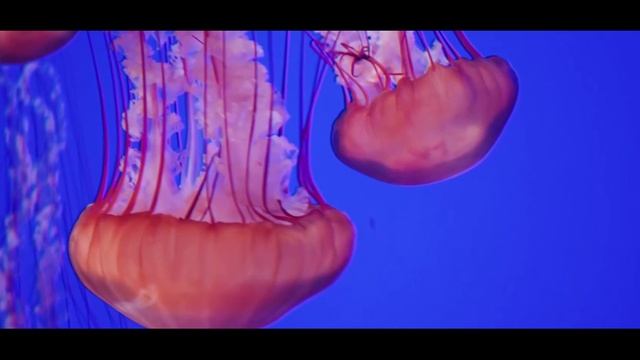 Древние существа - МЕДУЗЫ. Урок для детей