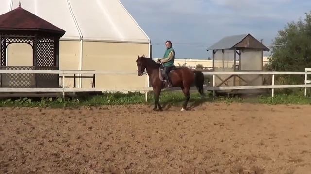 Horse for sale. Prado. Dressage. Piaffe schooling
