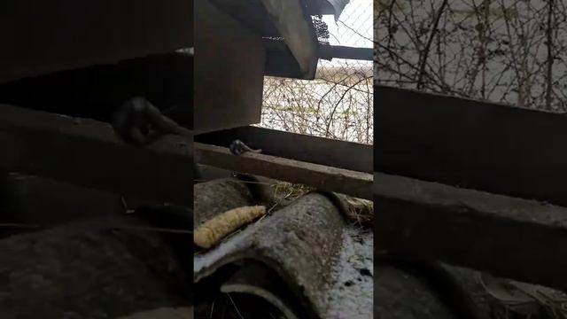 Покормили животных.Всем спасибо за подписку.