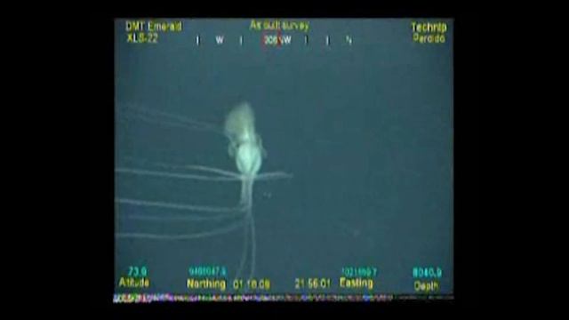 Bigfin Squid Observation 2009