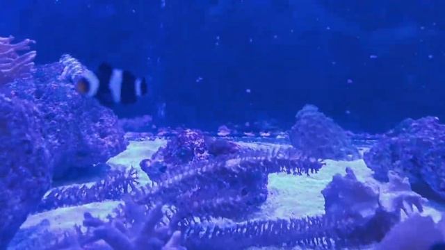 Pez Payaso (Amphiprion ocellaris)