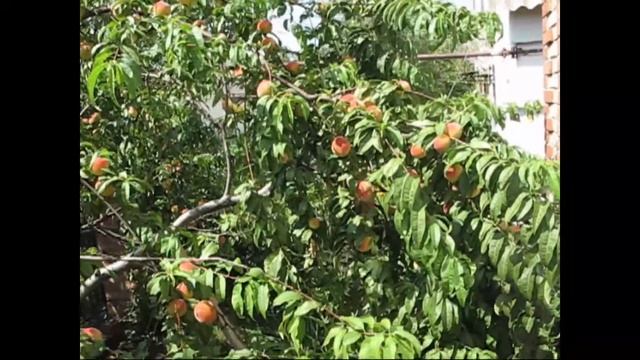 Урожай крупных персиков